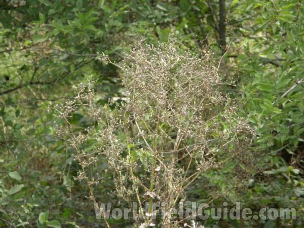 Top Of Plant<br>(Location of Picture: Loyd Park, Texas, USA, 2008)