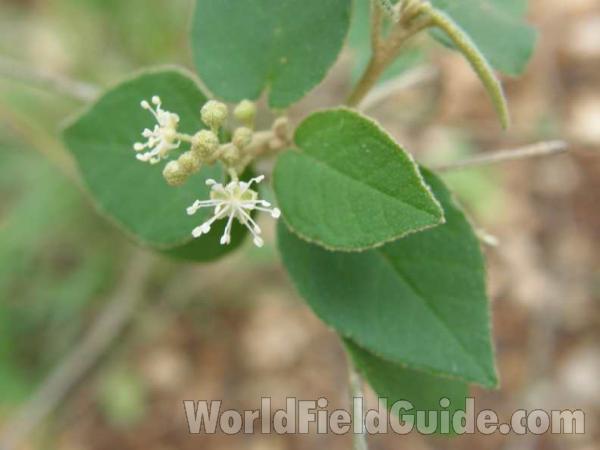 Flower and Leaf<br>(Location of Picture: Ray Roberts, Texas, USA, 2008)