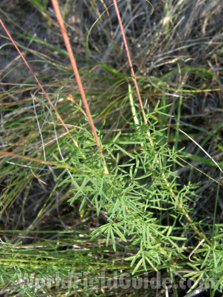 Leaves<br>(Location of Picture: Lbj Grassland, Texas, 2008)