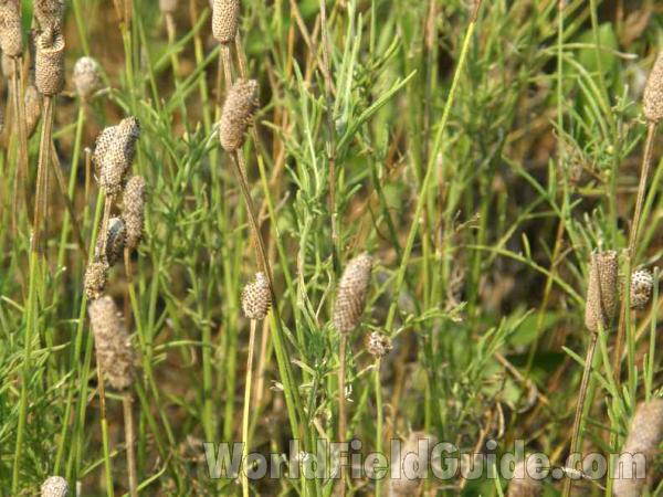 Post Bloom - Top Of Plant<br>(Location of Picture: Lbj Grassland, Texas, 2008)