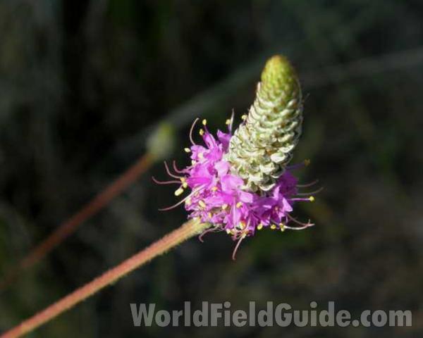 Flower Head<br>(Location of Picture: Lbj Grassland, Texas, 2008)