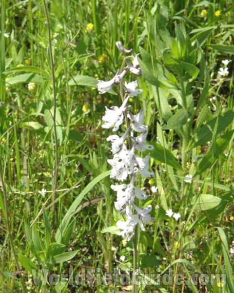 Habitat View Of Plant in  Bloom<br>(Location of Picture: Lbj Grassland, Texas, USA, 2008)