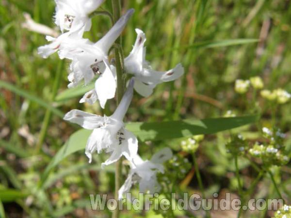 Flower - Side View<br>(Location of Picture: Lbj Grassland, Texas, USA, 2008)