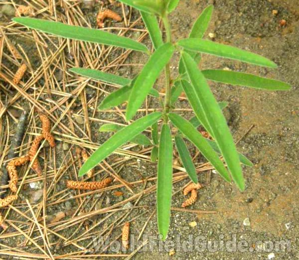 Leaves<br>(Location of Picture: Sabine, Texas, USA, 2008)