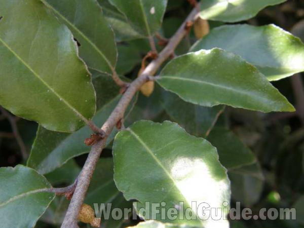Leaves<br>(Location of Picture: Tandy Hills, Texas, USA, 2008)