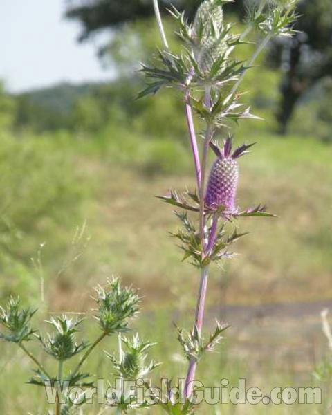 Stem, Leaves, and Flower<br>(Location of Picture: Tandy Hills, Texas, USA, 2008)