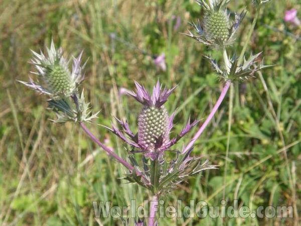 Top Of Plant in  Bloom<br>(Location of Picture: Tandy Hills, Texas, USA, 2008)
