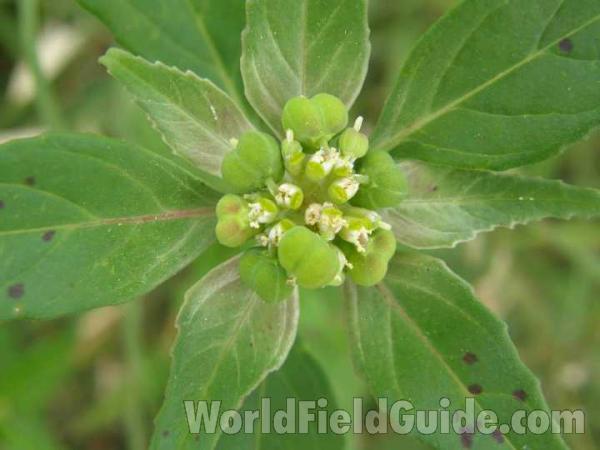 Top Of Plant - Close View<br>(Location of Picture: Stella Rowan, Texas, 2008)