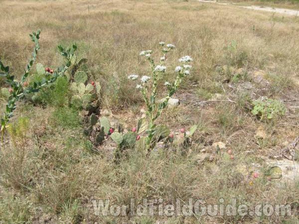 Habitat View Of Plant in  Bloom in  Field<br>(Location of Picture: Possum King, Texas, USA, 2008)