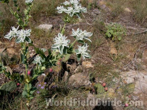 Habitat View - Close View<br>(Location of Picture: Possum King, Texas, USA, 2008)