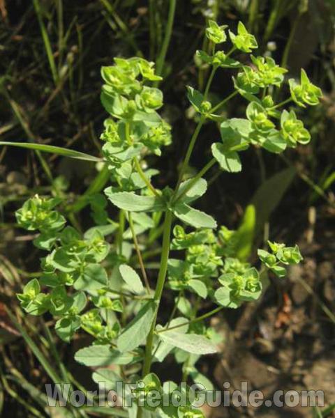 Top Of Plant in  Bloom - View #2<br>(Location of Picture: Sabine, Texas, USA, 2008)