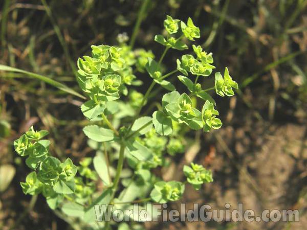 Top Of Plant - Closer View<br>(Location of Picture: Sabine, Texas, USA, 2008)