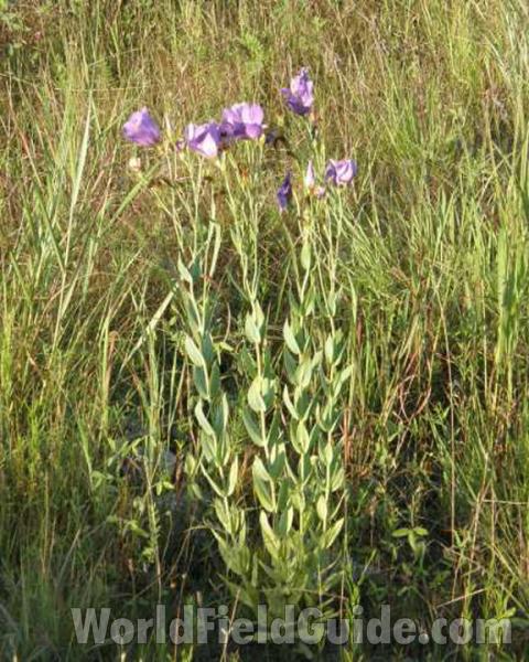 Silhoutte in  Habitat<br>(Location of Picture: Benbrook, Texas, USA, 2008)