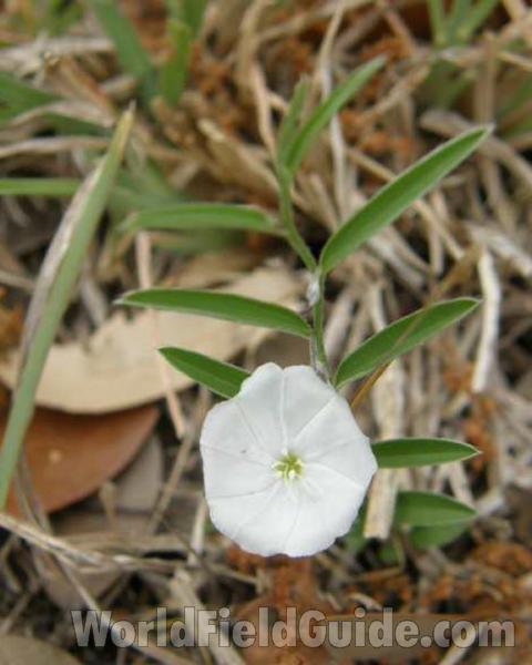 Flower and Leaves<br>(Location of Picture: San Antonio, Texas, 2008)