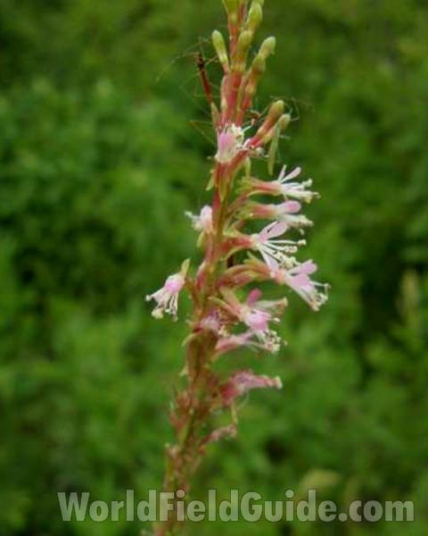 Flowers - Side View<br>(Location of Picture: Ray Roberts, Texas, USA 2008)