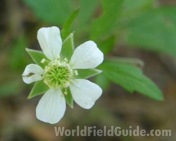 Flower - Front View<br>(Location of Picture: A Nature Center In Texas, USA, 2008)