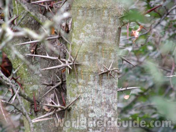 Bark and Thorns<br>(Location of Picture: Loyd Park, Texas, USA, 2008)