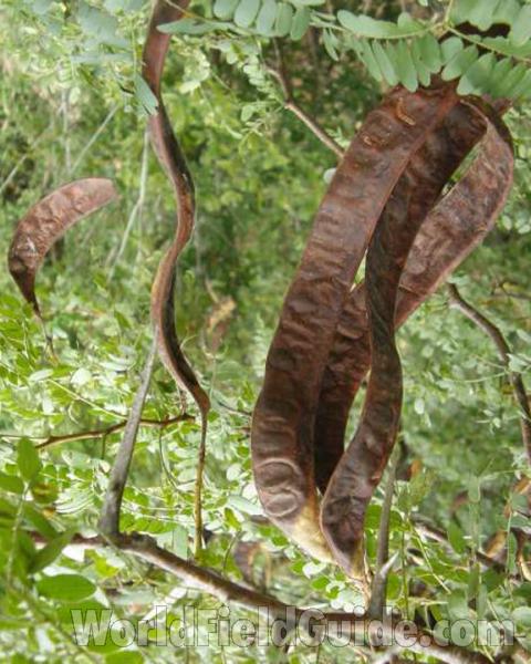 Pods - Close View<br>(Location of Picture: Loyd Park, Texas, USA, 2008)