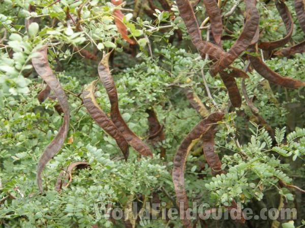 Pods<br>(Location of Picture: Loyd Park, Texas, USA, 2008)