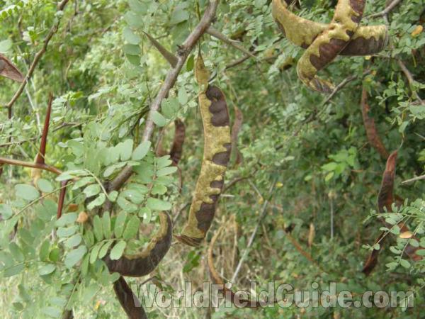 Leaves and Pods<br>(Location of Picture: Loyd Park, Texas, USA, 2008)