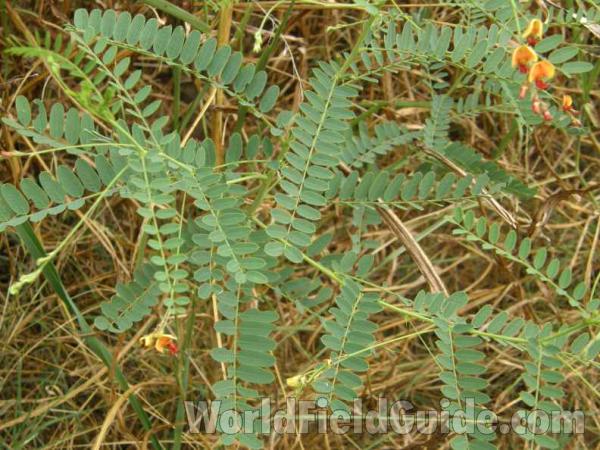 Leaves<br>(Location of Picture: Loyd Park, Texas, USA, 2008)