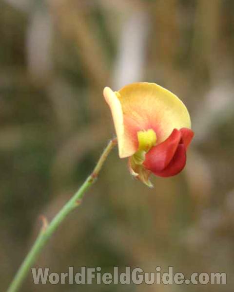 Flower - Angle View<br>(Location of Picture: Loyd Park, Texas, USA, 2008)