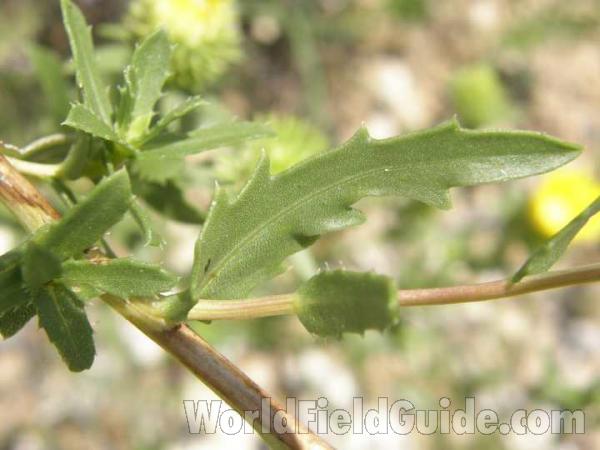 Leaf and Stem<br>(Location of Picture: Benbrook, Texas, USA 2008)