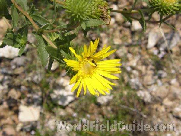 Top Of Plant in  Bloom<br>(Location of Picture: Benbrook, Texas, USA 2008)