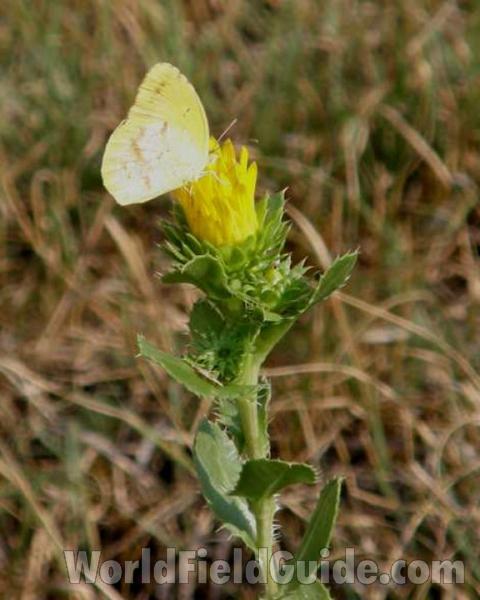 Top Of Plant in  Bloom With Pieridae<br>(Location of Picture: Loyd Park, Texas, 2007)