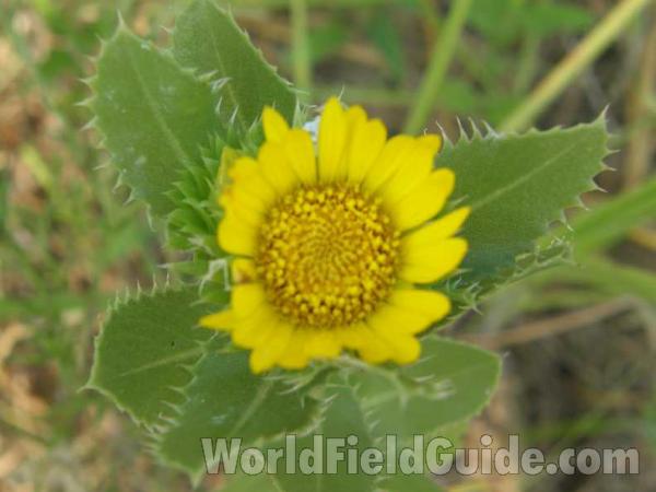 Flower - Front View With Leaves<br>(Location of Picture: Loyd Park, Texas, 2007)