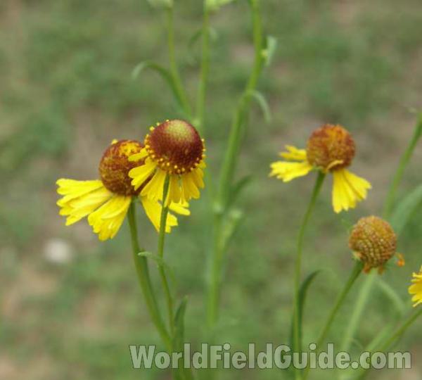 Flower Heads<br>(Location of Picture: Guadelupe, Texas, 2008)