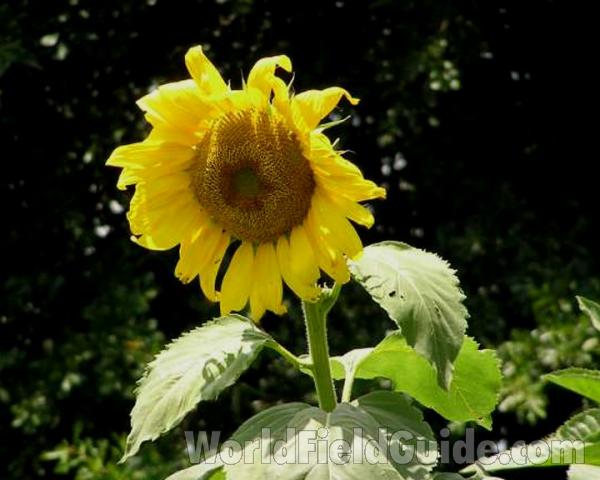 Flower - Front View<br>(Location of Picture: Meridan, Texas, USA, 2008)