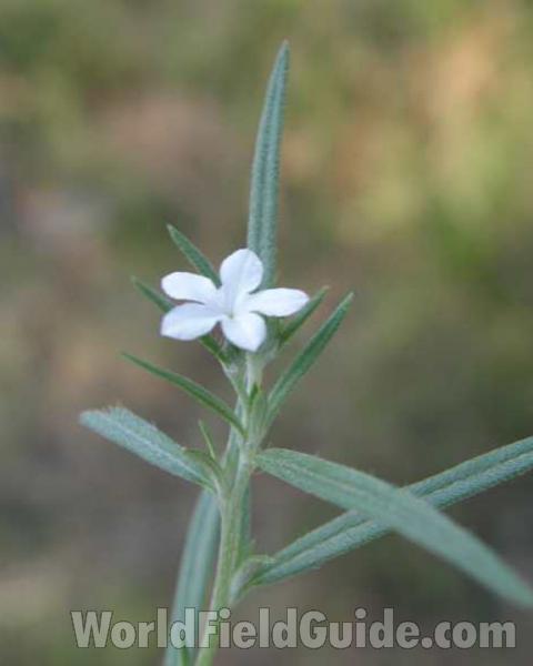 Top Of Plant in  Bloom<br>(Location of Picture: Wildcat Canyon, Texas, 2008)
