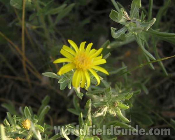 Upper Leaves<br>(Location of Picture: Richardson, Texas, USA, 2008)