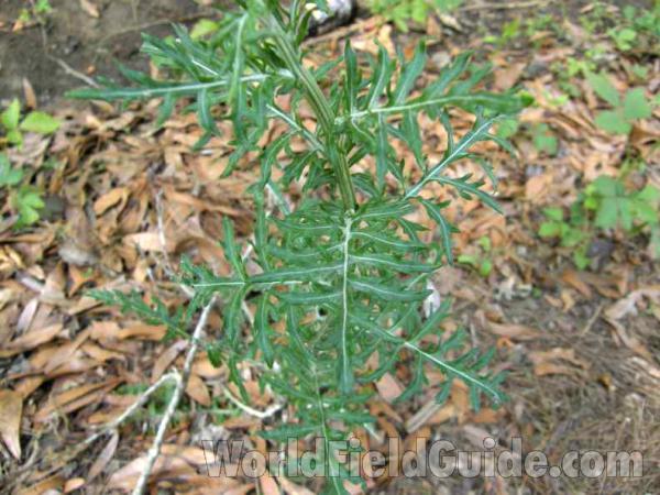 Leaves and Stem<br>(Location of Picture: Sabine, Texas, USA, 2008)