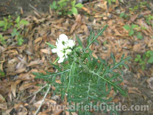 Top Of Plant in  Bloom<br>(Location of Picture: Sabine, Texas, USA, 2008)