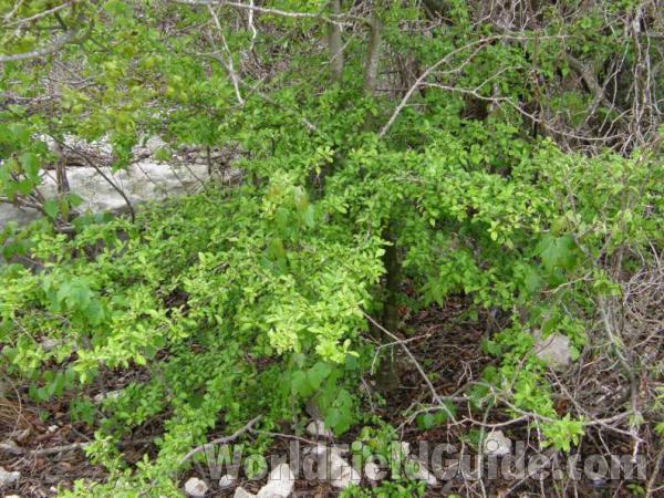 Scrub Habitat<br>(Location of Picture: Road To Austin Texas, USA, 2008)