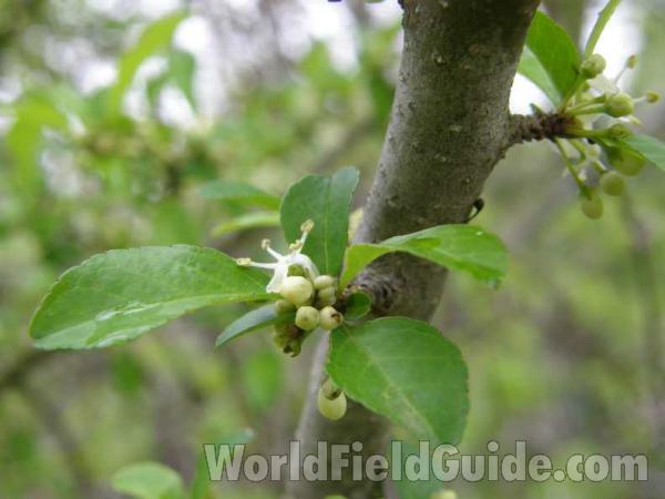 Branch, Leaf, and Flower<br>(Location of Picture: Road To Austin Texas, USA, 2008)
