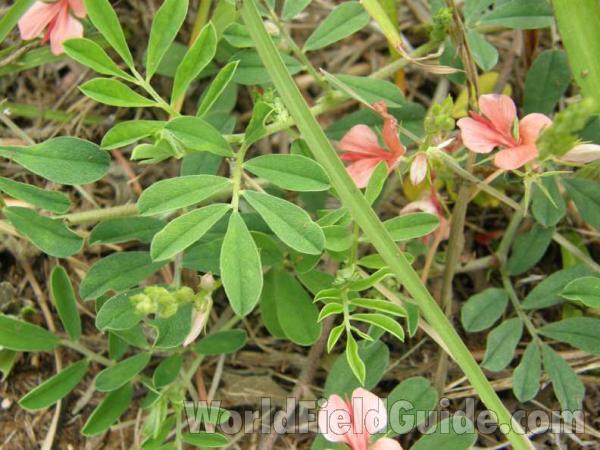 Leaflets<br>(Location of Picture: Ray Roberts, Texas, USA, 2008)
