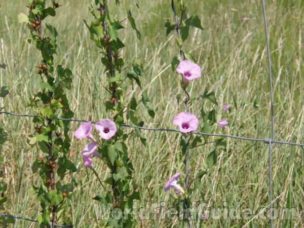 Flowers - Front View<br>(Location of Picture: Possum King, Texas, 2008)