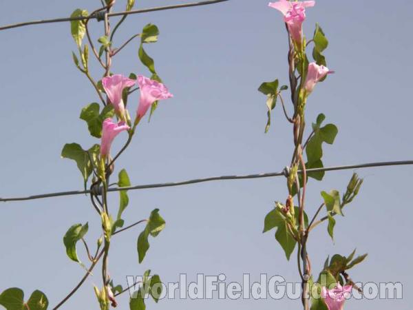 Flowers - Side View<br>(Location of Picture: Possum King, Texas, 2008)