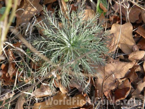 Basal Rosette<br>(Location of Picture: Canyon Lake, Texas, USA, 2008)