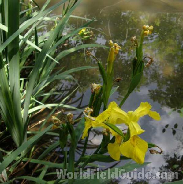 Habitat View<br>(Location of Picture: A Botanic Garden In Texas, 2008)