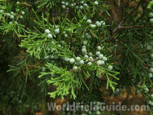 Fruits<br>(Origin of the Specimen: Loyd Park, Grand Prairie, Texas, 08)