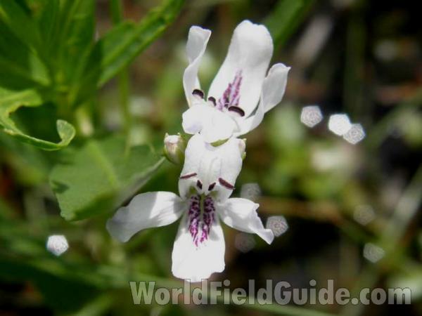 Flower - Front View<br>(Location of Picture: Caddo, Texas, USA, 2008)