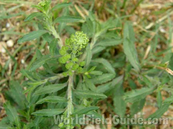 Top Of Plant<br>(Location of Picture: Canyon Lake, Texas, USA, 2008)