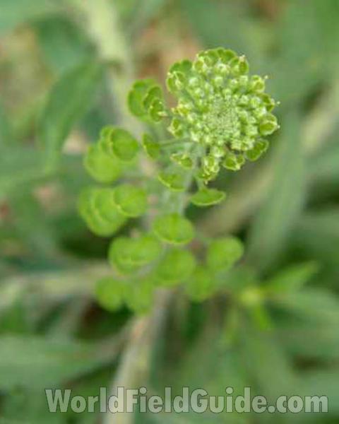 Top Of Plant - Close View<br>(Location of Picture: Canyon Lake, Texas, USA, 2008)