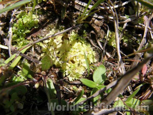 Habitat View<br>(Location of Picture: Sonnias, Tyler, Texas, USA, 2008)