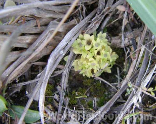 Flowers<br>(Location of Picture: Sonnias, Tyler, Texas, USA, 2008)