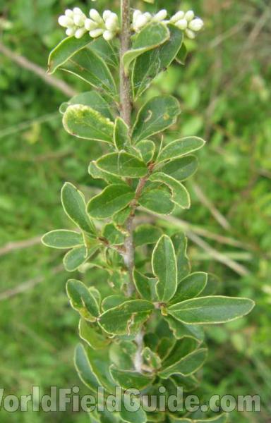 Stem and Leaves<br>(Location of Picture: Sonnias, Tyler, Texas, USA, 2008)